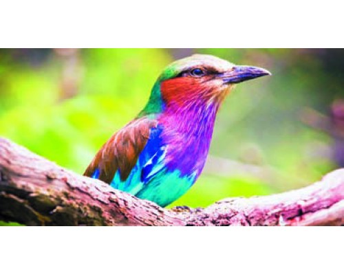 Desk Calendar DC13